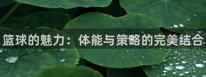 必威betway西汉姆联：篮球的魅力：体能与策略的完美结合